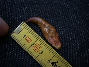 Flugsaurier Kralle Coloborhynchus