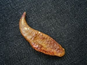 Flugsaurier Kralle Coloborhynchus