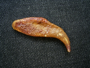Flugsaurier Kralle Coloborhynchus