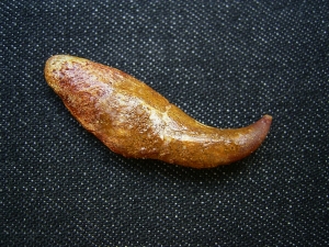Flugsaurier Kralle Coloborhynchus
