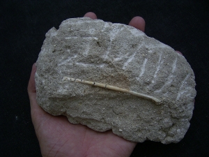 Vogelknochen Odontopteryx