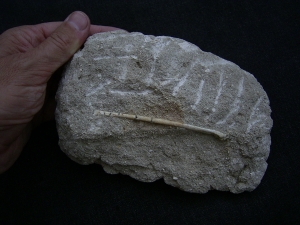 Vogelknochen Odontopteryx