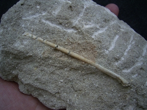 Vogelknochen Odontopteryx