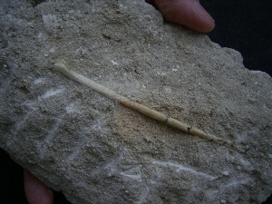 Vogelknochen Odontopteryx