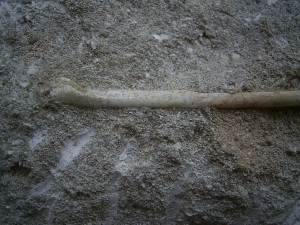 Vogelknochen Odontopteryx