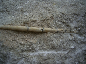 Vogelknochen Odontopteryx