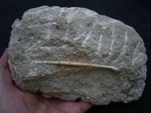 Vogelknochen Odontopteryx