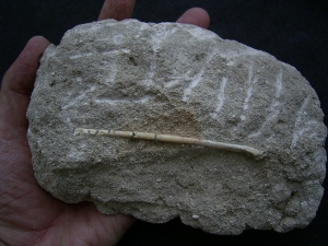 Vogelknochen Odontopteryx
