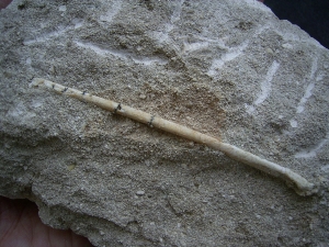 Vogelknochen Odontopteryx