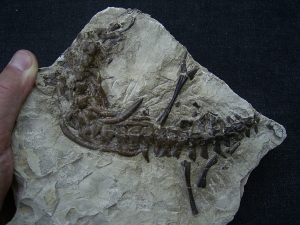 Mesosaurus Skelett