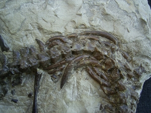 Mesosaurus Skelett
