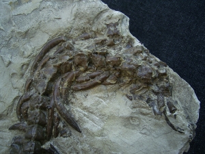 Mesosaurus Skelett