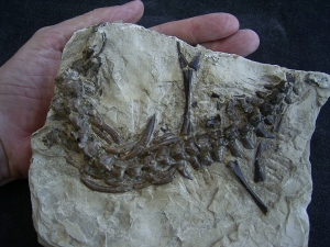 Mesosaurus Skelett