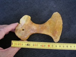 Riesen-Schildkröten Schlüsselbein