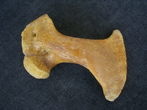 Riesen-Schildkröten Schlüsselbein