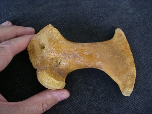 Riesen-Schildkröten Schlüsselbein