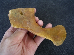 Riesen-Schildkröten Schlüsselbein