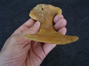 Riesen-Schildkröten Schlüsselbein