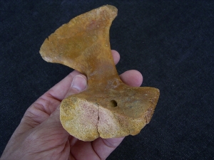 Riesen-Schildkröten Schlüsselbein