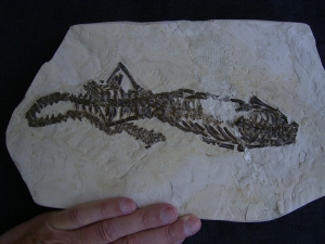 Mesosaurus Skelett #2