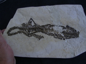 Mesosaurus Skelett #2