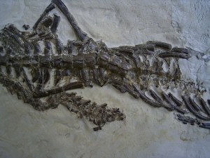 Mesosaurus Skelett #2