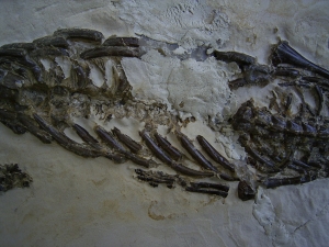 Mesosaurus Skelett #2