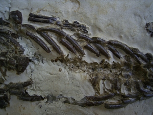 Mesosaurus Skelett #2