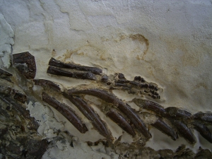 Mesosaurus Skelett #2