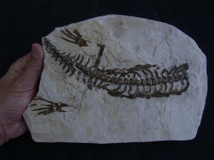 Mesosaurus Skelett #3