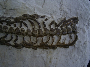 Mesosaurus Skelett #3