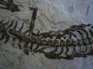 Mesosaurus Skelett #3