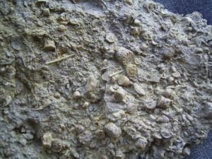 Seeigel-Reste aus dem Muschelkalk