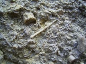 Seeigel-Reste aus dem Muschelkalk