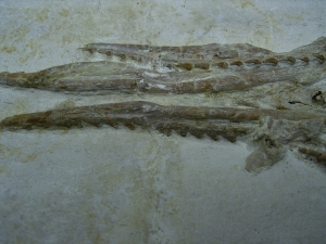 Pleurosaurus Schädel aus dem Plattenkalk