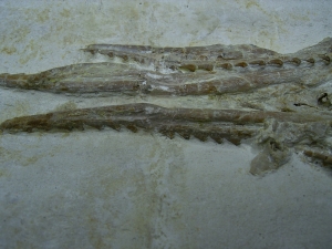 Pleurosaurus Schädel aus Hienheim