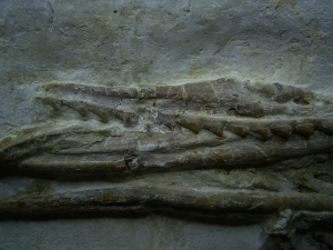 Pleurosaurus Schädel aus dem Plattenkalk