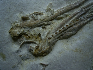 Pleurosaurus Schädel aus dem Plattenkalk