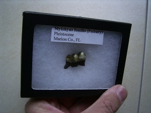 Mylohyus Zahn in Box