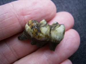 Mylohyus Zahn in Box