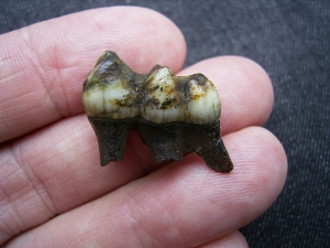 Mylohyus Zahn in Box