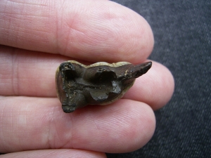 Mylohyus Zahn in Box