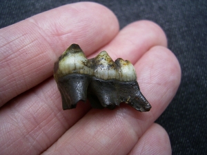 Mylohyus Zahn in Box