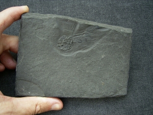 Fliegender Fisch Thoracopterus