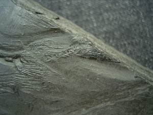 Fliegender Fisch Thoracopterus