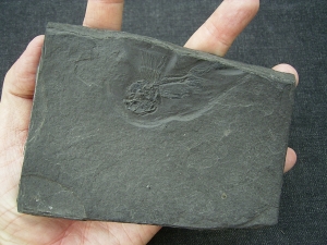 Fliegender Fisch Thoracopterus