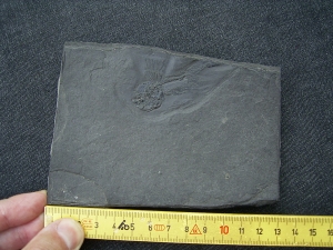 Fliegender Fisch Thoracopterus