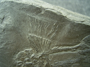 Fliegender Fisch Thoracopterus