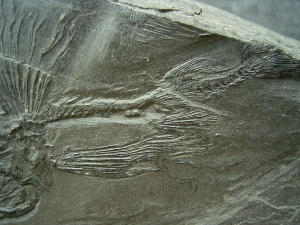 Fliegender Fisch Thoracopterus