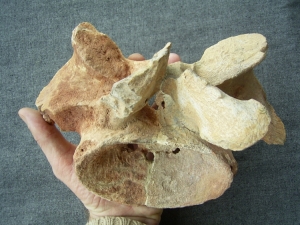 Großer Hals-Wirbel von Spinosaurus